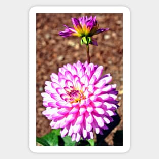 Pink Dahlia Sticker